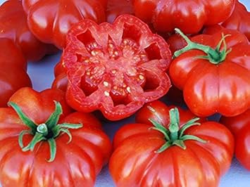 Red Sicilian Togetta Vegetable Seeds for Planting heirloom & Non-GMO Seeds